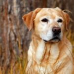 lv国际官网:奢侈品购物的体验与心理感受 2225zd0ha